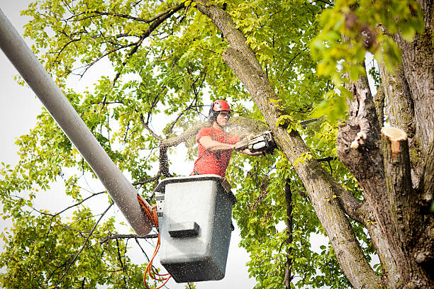 Professional Tree Services in Russellville, AL